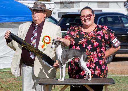 Italian Greyhound for sale by AVONTI