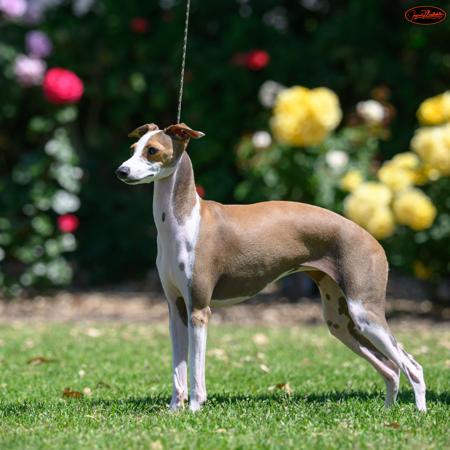 Italian Greyhound for sale by AVONTI