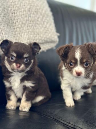 Chihuahua (Long Coat) for sale by BOUTIQUECHI