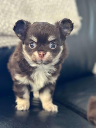 Chihuahua (Long Coat) for sale by BOUTIQUECHI