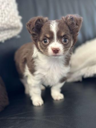 Chihuahua (Long Coat) for sale by BOUTIQUECHI