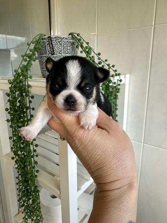 Chihuahua (Long Coat) for sale by BOUTIQUECHI