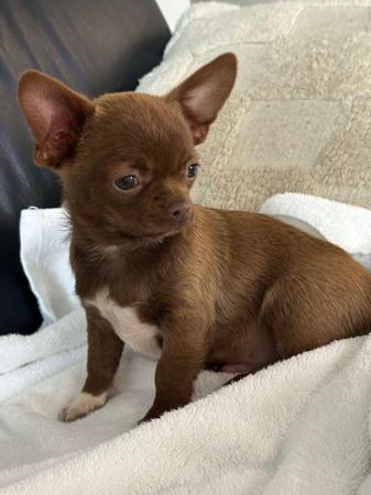 Chihuahua (Long Coat) for sale by BOUTIQUECHI