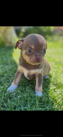 Chihuahua (Long Coat) for sale by BOUTIQUECHI