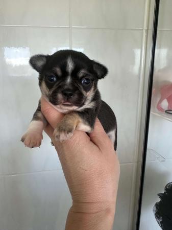 Chihuahua (Smooth Coat) for sale by BOUTIQUECHI 