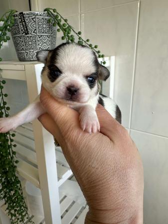 Chihuahua (Smooth Coat) for sale by BOUTIQUECHI 
