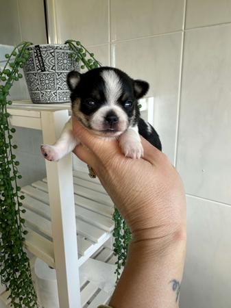 Chihuahua (Smooth Coat) for sale by BOUTIQUECHI 