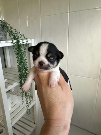 Chihuahua (Smooth Coat) for sale by BOUTIQUECHI 