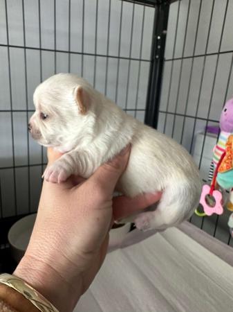 Chihuahua (Smooth Coat) for sale by BOUTIQUECHI 