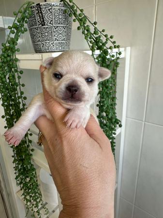 Chihuahua (Smooth Coat) for sale by BOUTIQUECHI 