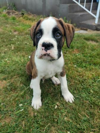 Boxer for sale by MEKYAHROSE