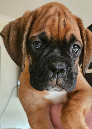 Boxer for sale by MEKYAHROSE