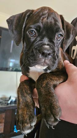 Boxer for sale by MEKYAHROSE