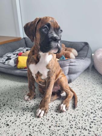 Boxer for sale by MEKYAHROSE