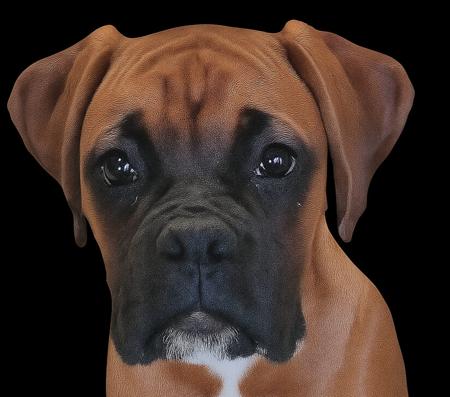 Boxer for sale by MEKYAHROSE