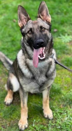 German Shepherd Dog for sale by VONROTH