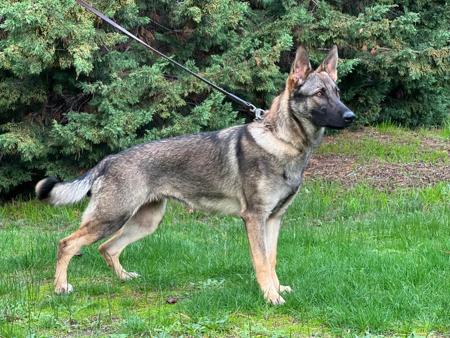 German Shepherd Dog for sale by VONROTH