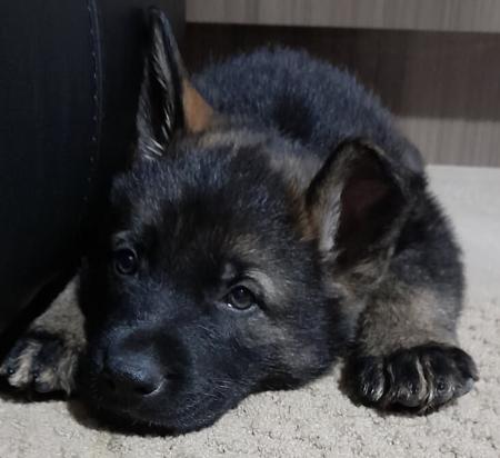 German Shepherd Dog for sale by VONROTH