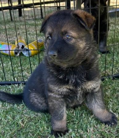 German Shepherd Dog for sale by VONROTH