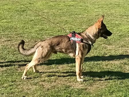 German Shepherd Dog for sale by VONROTH