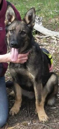 German Shepherd Dog puppy for sale by VONROTH