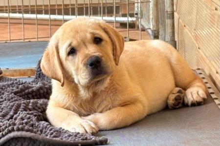 Labrador Retriever for sale by GSPADEB