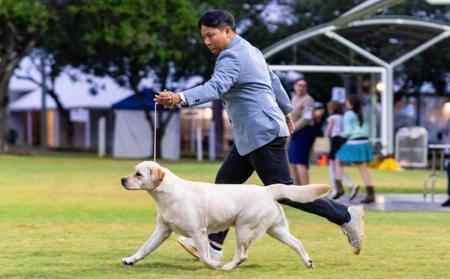 Labrador Retriever for sale by MALANDALABS