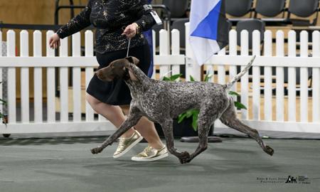 Labrador Retriever for sale by GSPADEB