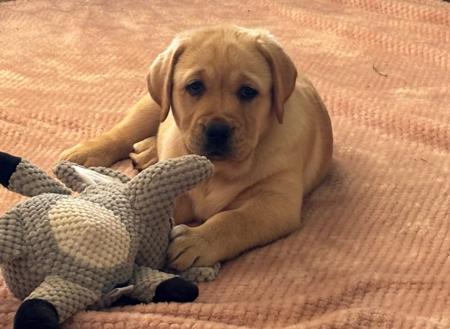 Labrador Retriever for sale by GSPADEB