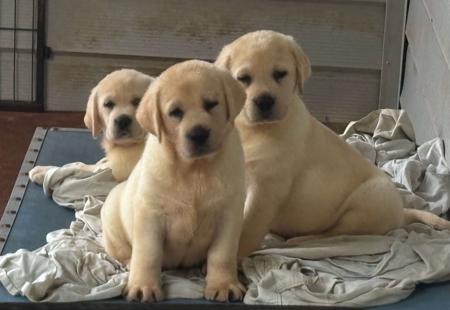 Labrador Retriever for sale by GSPADEB