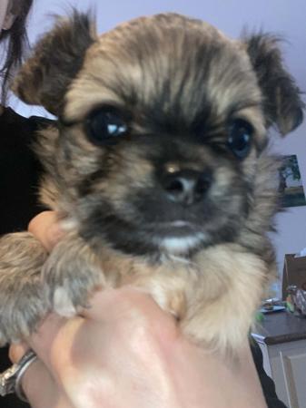 Chihuahua (Long Coat) puppy for sale by CHINDARELLAS