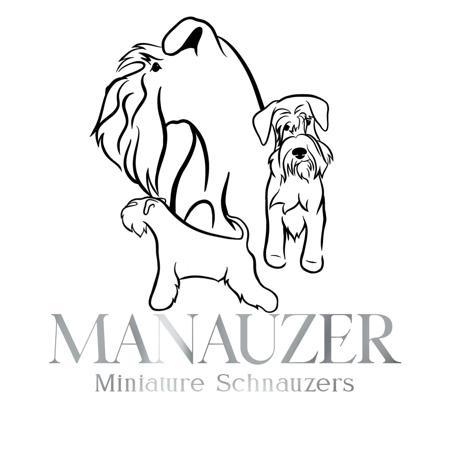 Schnauzer (Miniature) for sale by BONITA