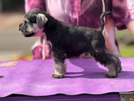 Schnauzer (Miniature) for sale by MANAUZER