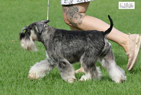 Schnauzer (Miniature) for sale by MANAUZER