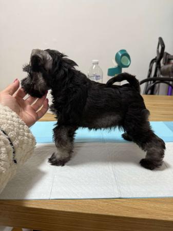 Schnauzer (Miniature) for sale by MANAUZER