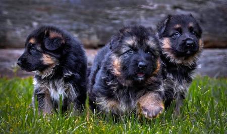 German Shepherd Dog for sale by LAGERFELDT