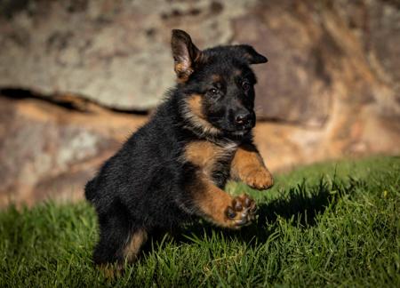 German Shepherd Dog for sale by LAGERFELDT