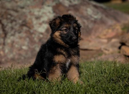 German Shepherd Dog for sale by LAGERFELDT