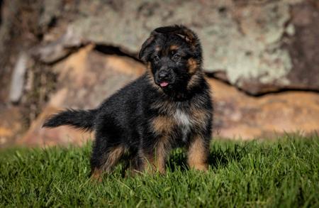 German Shepherd Dog for sale by LAGERFELDT