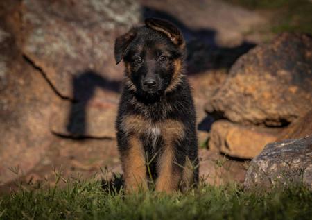 German Shepherd Dog for sale by LAGERFELDT