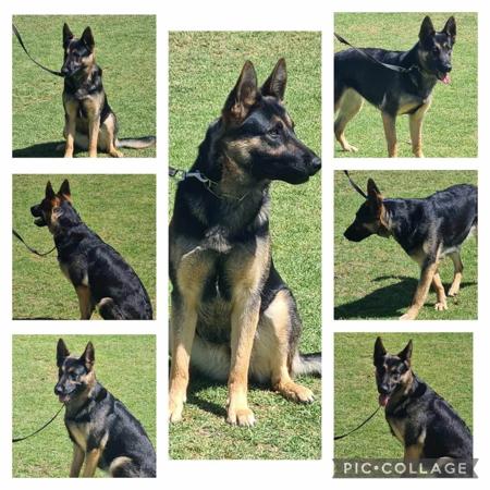 German Shepherd Dog puppy for sale by VONNAKON