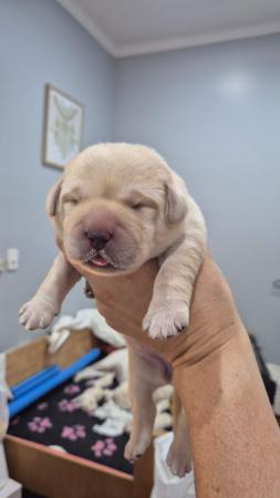 Labrador Retriever for sale by SHOGUNLABS 