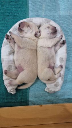 Labrador Retriever for sale by SHOGUNLABS 