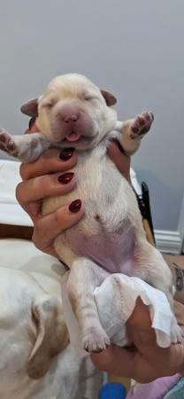 Labrador Retriever for sale by SHOGUNLABS 