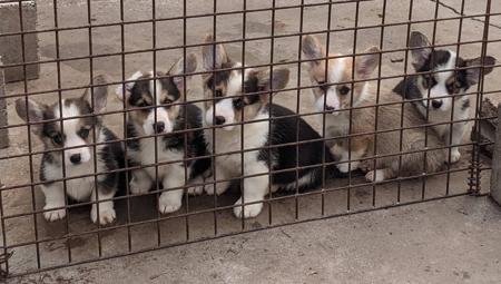 Welsh Corgi (Pembroke) puppy for sale by PURDELLA1