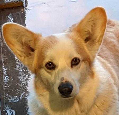 Welsh Corgi (Pembroke) puppy for sale by PURDELLA1