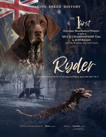 German Shorthaired Pointer for sale by KLAUSNKESH