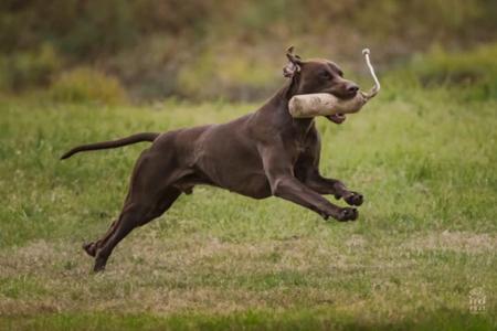 German Shorthaired Pointer for sale by KLAUSNKESH