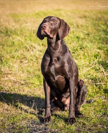 German Shorthaired Pointer for sale by KLAUSNKESH