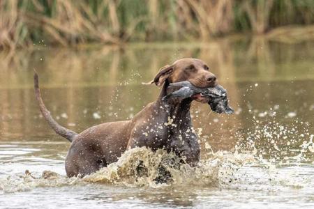 German Shorthaired Pointer for sale by KLAUSNKESH